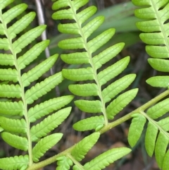 Cyathea australis subsp. australis at QPRC LGA - 21 Feb 2024