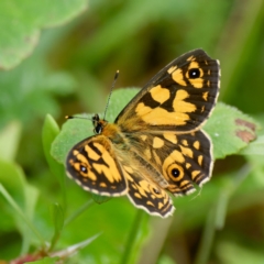 Oreixenica lathoniella (Silver Xenica) at Tallaganda State Forest - 20 Feb 2024 by DPRees125