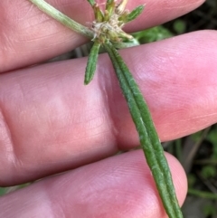 Euchiton sp. (A Cudweed) at Kangaroo Valley, NSW - 21 Feb 2024 by lbradley