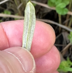 Euchiton sp. at Kangaroo Valley, NSW - suppressed