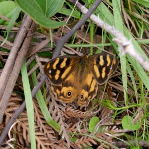 Heteronympha solandri at QPRC LGA - 20 Feb 2024