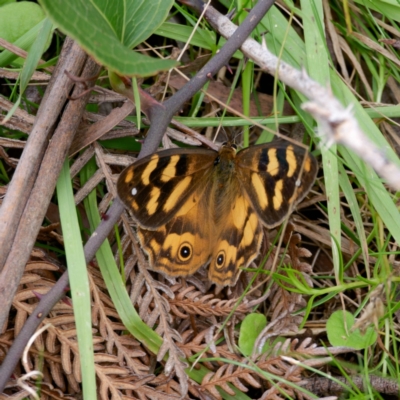 Heteronympha solandri (Solander's Brown) at Tallaganda State Forest - 20 Feb 2024 by DPRees125