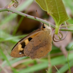 Heteronympha solandri at QPRC LGA - 20 Feb 2024