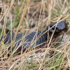Pseudechis porphyriacus (Red-bellied Black Snake) at Bimberi Nature Reserve - 20 Feb 2024 by SWishart