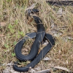 Pseudechis porphyriacus at Bimberi Nature Reserve - 21 Feb 2024 10:29 AM