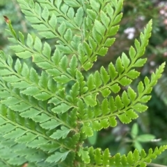 Polystichum proliferum (Mother Shield Fern) at Tallaganda State Forest - 21 Feb 2024 by JaneR