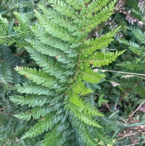 Polystichum proliferum at QPRC LGA - 21 Feb 2024 02:50 PM