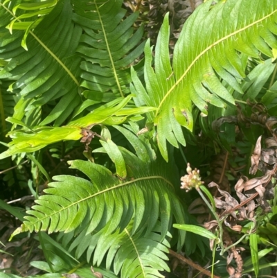 Blechnum nudum (Fishbone Water Fern) at Tallaganda State Forest - 21 Feb 2024 by JaneR