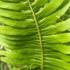 Blechnum nudum at QPRC LGA - 21 Feb 2024 02:53 PM