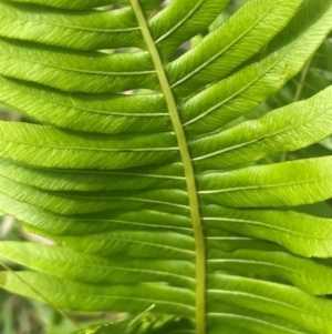 Blechnum nudum at QPRC LGA - 21 Feb 2024 02:53 PM