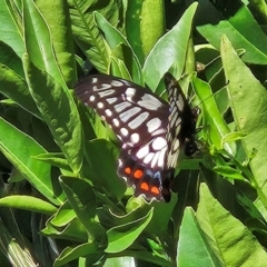 Papilio anactus (Dainty Swallowtail) at Hawker, ACT - 21 Feb 2024 by sangio7