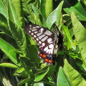 Papilio anactus at Hawker, ACT - 21 Feb 2024