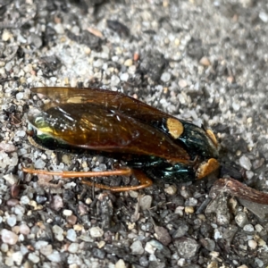 Perga sp. (genus) at Russell, ACT - 21 Feb 2024