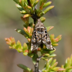 Glyphipterix (genus) (A sedge moth) at Tallaganda State Forest - 20 Feb 2024 by DPRees125