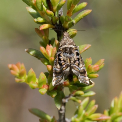 Glyphipterix gemmipunctella (Glyphipterix gemmipunctella) at Tallaganda State Forest - 20 Feb 2024 by DPRees125
