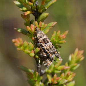Glyphipterix (genus) at Tallaganda State Forest - 20 Feb 2024
