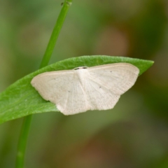 Scopula (genus) (A wave moth) at Farringdon, NSW - 20 Feb 2024 by DPRees125
