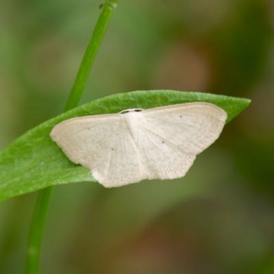 Scopula (genus) (A wave moth) at Farringdon, NSW - 20 Feb 2024 by DPRees125