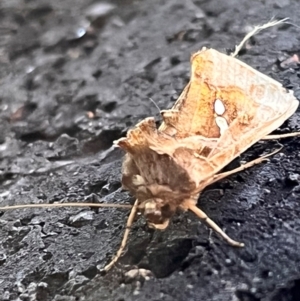 Chrysodeixis eriosoma at Fyshwick, ACT - 21 Feb 2024 06:59 PM