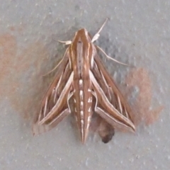 Hippotion celerio (Vine Hawk Moth) at Wodonga - 20 Feb 2024 by KylieWaldon