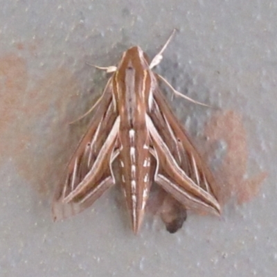 Unidentified Hawk moth (Sphingidae) at Wodonga - 20 Feb 2024 by KylieWaldon