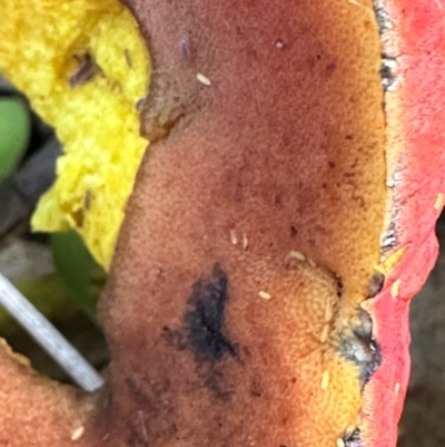 Bolete sp. (Bolete sp.) at Kangaroo Valley, NSW - 21 Feb 2024 by lbradleyKV