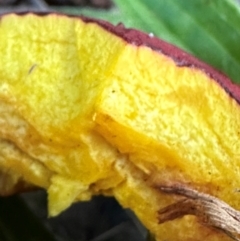 Bolete sp. at Kangaroo Valley, NSW - suppressed