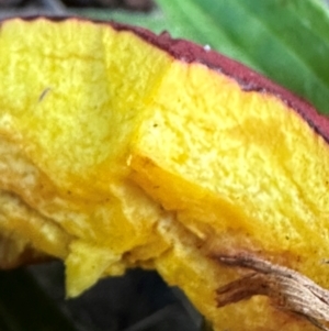 Bolete sp. at Kangaroo Valley, NSW - suppressed