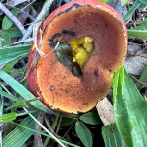 Bolete sp. at Kangaroo Valley, NSW - suppressed