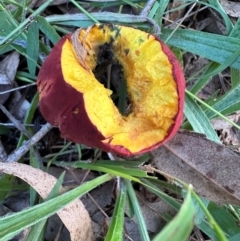 Bolete sp. at Kangaroo Valley, NSW - suppressed