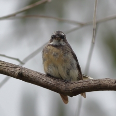 Rhipidura albiscapa (Grey Fantail) at Hall, ACT - 21 Feb 2024 by Trevor