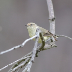 Acanthiza reguloides (Buff-rumped Thornbill) at Hall, ACT - 21 Feb 2024 by MichaelWenke