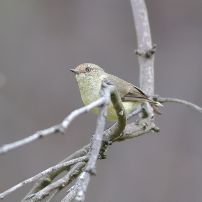 Acanthiza reguloides (Buff-rumped Thornbill) at Hall, ACT - 21 Feb 2024 by MichaelWenke