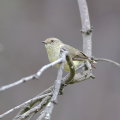 Acanthiza reguloides (Buff-rumped Thornbill) at Hall, ACT - 21 Feb 2024 by Trevor