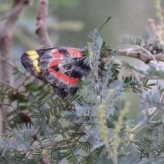 Delias harpalyce (Imperial Jezebel) at Hall, ACT - 21 Feb 2024 by MichaelWenke