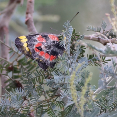 Delias harpalyce (Imperial Jezebel) at Hall, ACT - 21 Feb 2024 by MichaelWenke