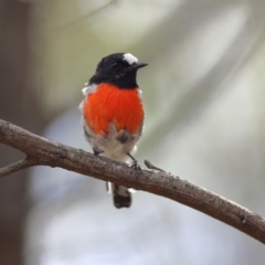 Petroica boodang (Scarlet Robin) at Hall, ACT - 21 Feb 2024 by Trevor