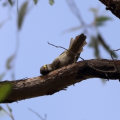 Caligavis chrysops (Yellow-faced Honeyeater) at Hall, ACT - 21 Feb 2024 by Trevor