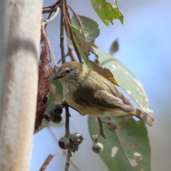 Acanthiza lineata (Striated Thornbill) at Hall, ACT - 21 Feb 2024 by MichaelWenke