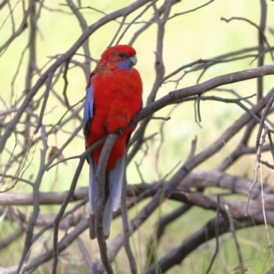 Platycercus elegans (Crimson Rosella) at Hall, ACT - 21 Feb 2024 by MichaelWenke