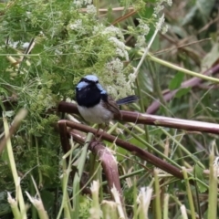 Malurus cyaneus (Superb Fairywren) at Greenway, ACT - 21 Feb 2024 by RodDeb