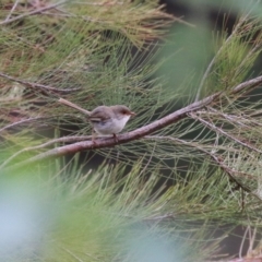 Malurus cyaneus at Pine Island to Point Hut - 21 Feb 2024