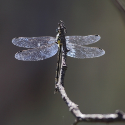 Anisoptera (suborder) (Unidentified dragonfly) at Hall, ACT - 21 Feb 2024 by MichaelWenke