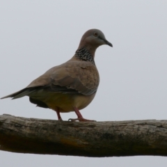 Spilopelia chinensis (Spotted Dove) at Greenway, ACT - 21 Feb 2024 by RodDeb