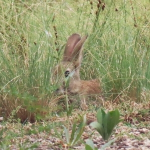 Oryctolagus cuniculus at Pine Island to Point Hut - 21 Feb 2024 12:40 PM