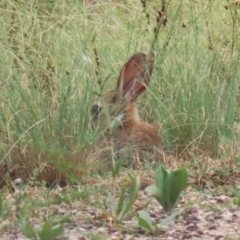 Oryctolagus cuniculus at Pine Island to Point Hut - 21 Feb 2024 12:40 PM