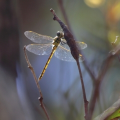 Hemicordulia tau (Tau Emerald) at Hall, ACT - 21 Feb 2024 by MichaelWenke