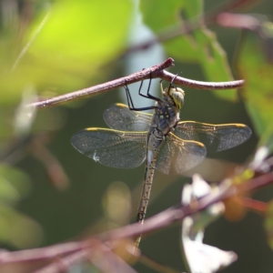 Anax papuensis at Hall, ACT - 21 Feb 2024