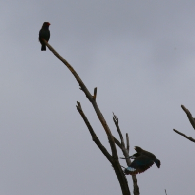 Eurystomus orientalis (Dollarbird) at Greenway, ACT - 21 Feb 2024 by RodDeb