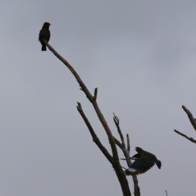Eurystomus orientalis (Dollarbird) at Pine Island to Point Hut - 21 Feb 2024 by RodDeb